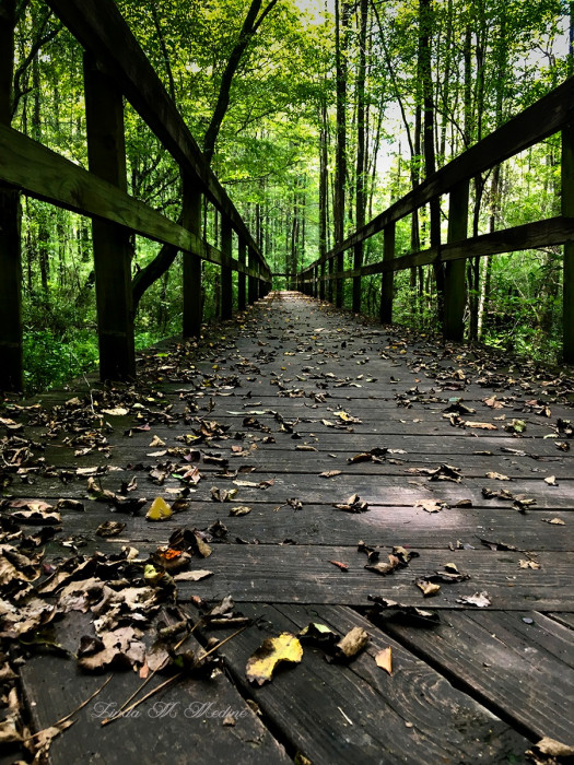 Percy Quin State Park MS Campground Reviews